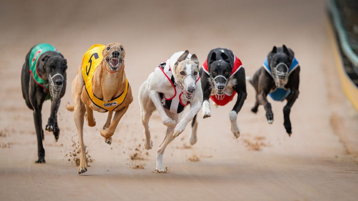 Wales set to ban greyhound racing